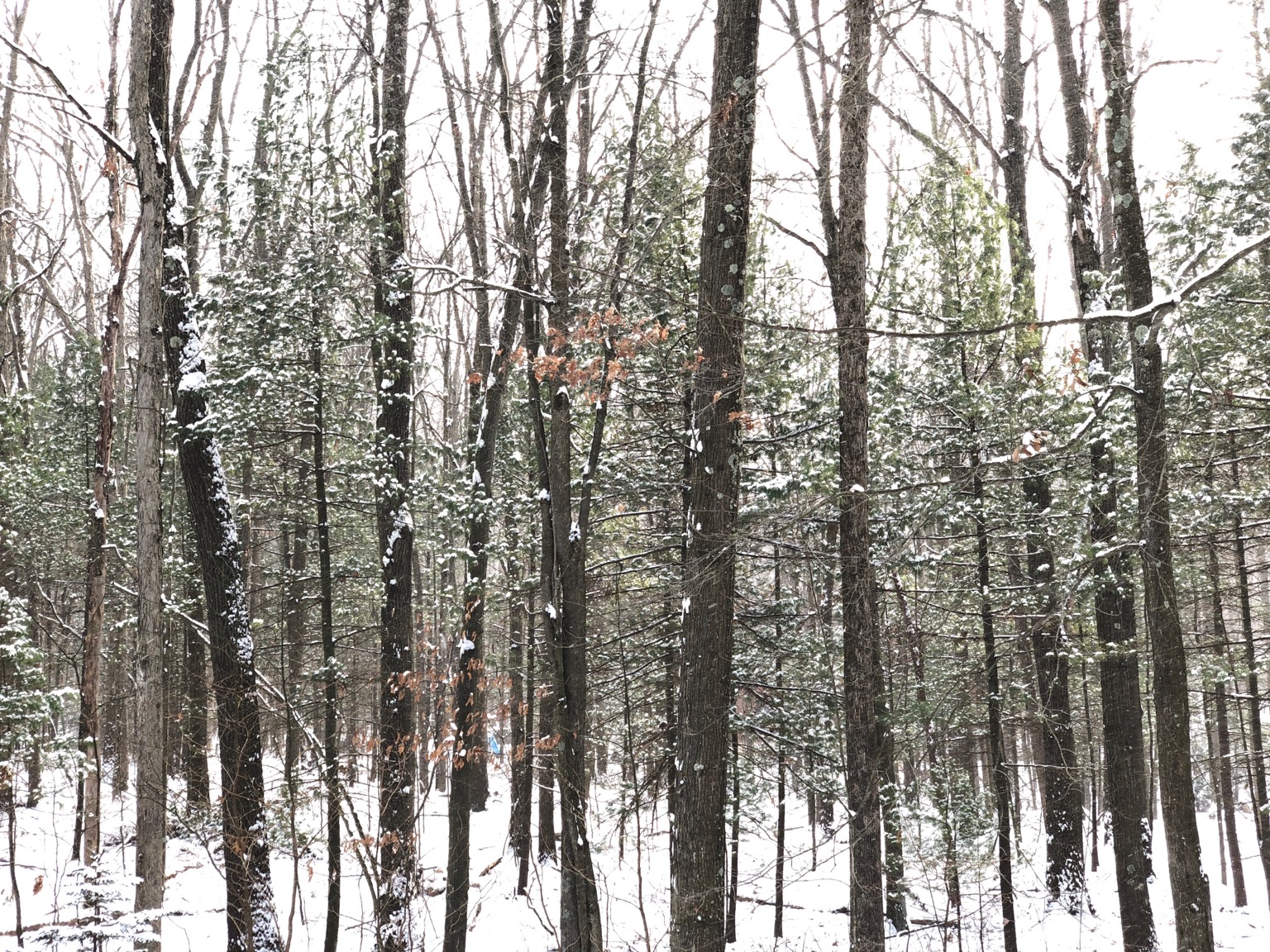 Snowy forest